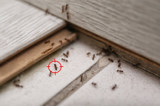 Best Rodent Control Near Me  in Edgemere, MD
