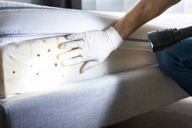 Best Pest Control Near Me  in Edgemere, MD