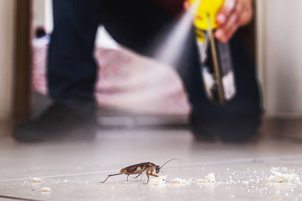 Best Affordable Pest Control Services  in Edgemere, MD